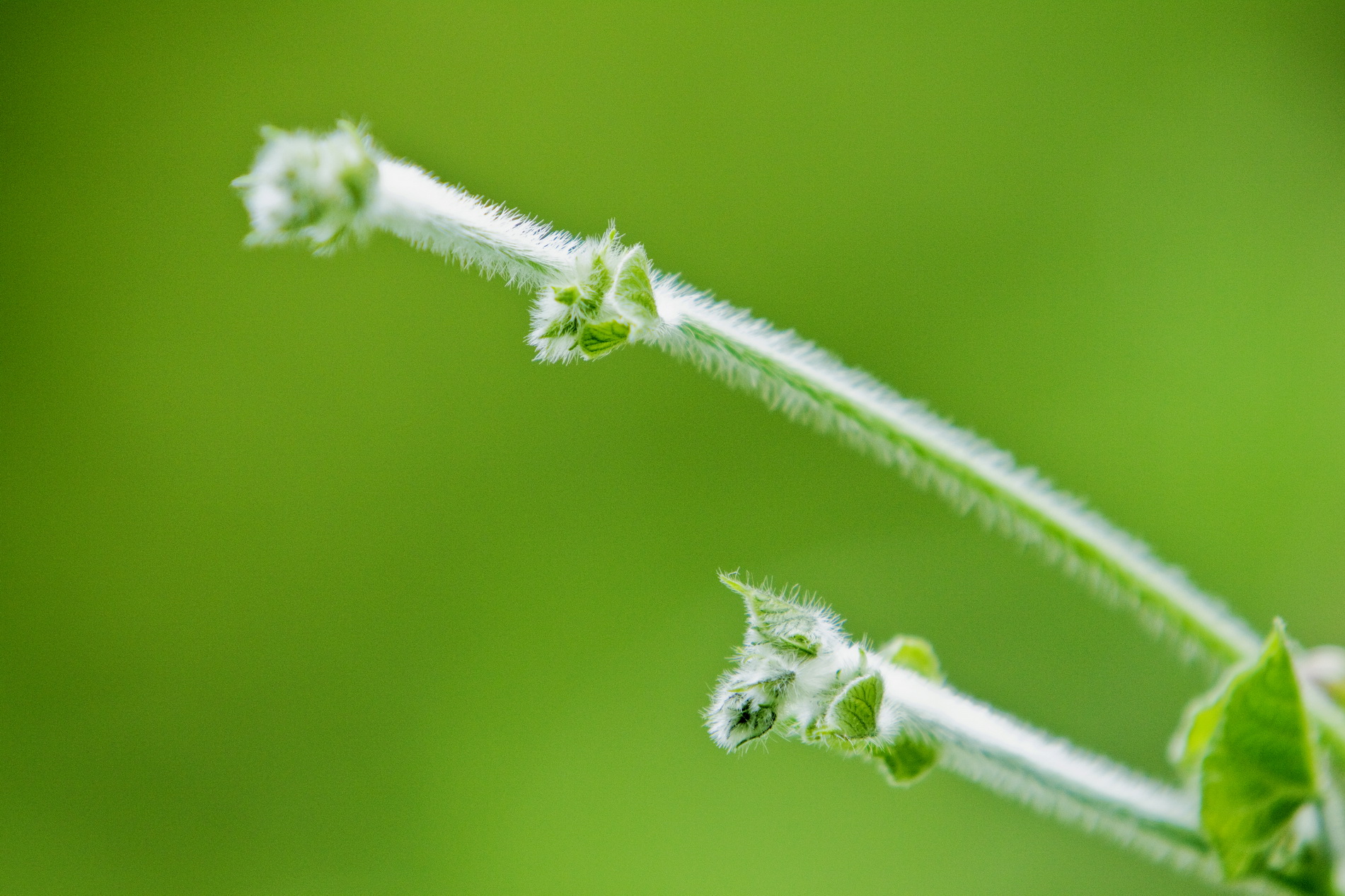 一等奖 首夏犹清和，芳草亦未歇-生物科技-沙丽丽